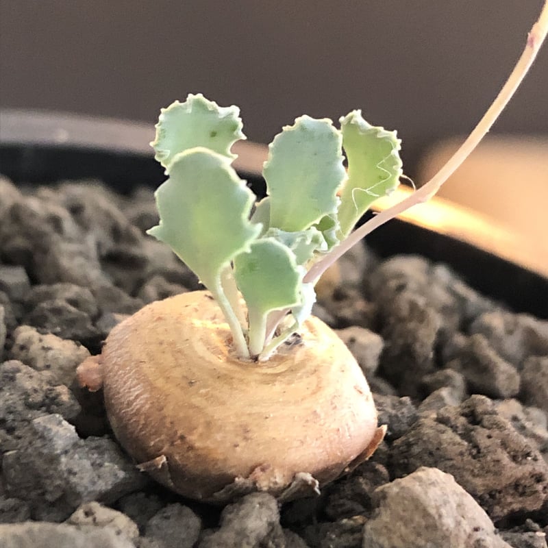 othonna cacalioides《大きめS size》激希少‼︎現地球発根後店主国内管