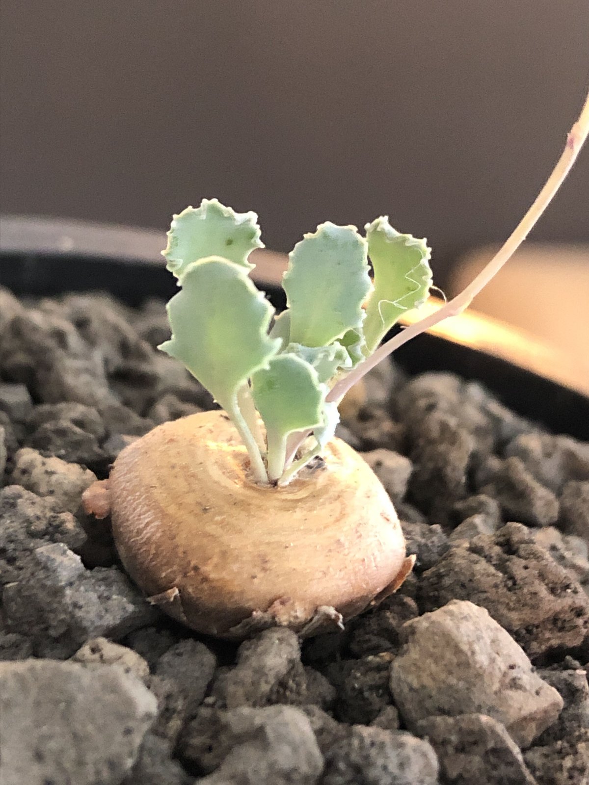 オトンナ  カカリオイデス　実生　1番　大きめ　コーデックス  多肉植物