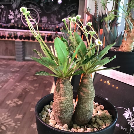 euphorbia    fish bone《S  size》おススメ株