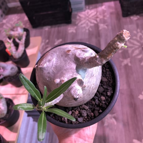 packypodium  gracilius《L size》白肌※現地球発根済株※店主国内管理3年株※美白肌に現地焼けのコントラスト＆ぼってり樹形バランス‼︎※mad black bowl pot植え
