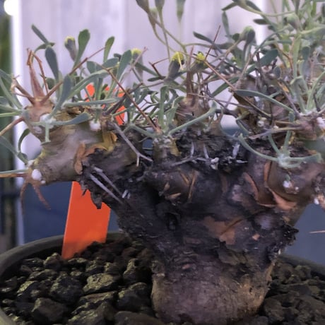 othonna   euphorbioides《M size》black肌‼︎ ※weightが下にあることで、将来性高き一株‼︎  ※mad black bowl pot植え