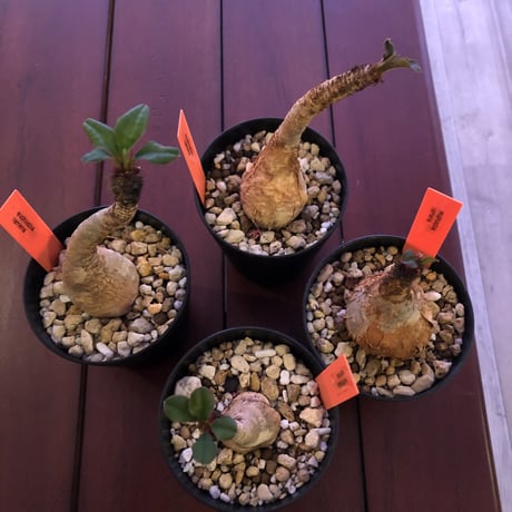 euphorbia     ramena《S size》