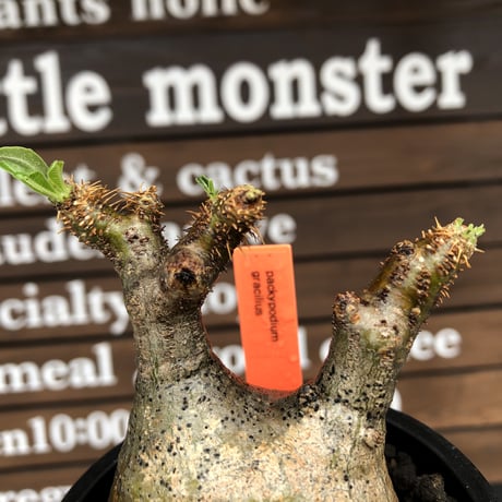 packypodium  gracilius《小さめM size》希少ニ頭枝※現地球発根済株※店主国内管理2年株※大変バランス良きニ頭枝‼︎両A面のぼってり選抜株※mad black pot植え