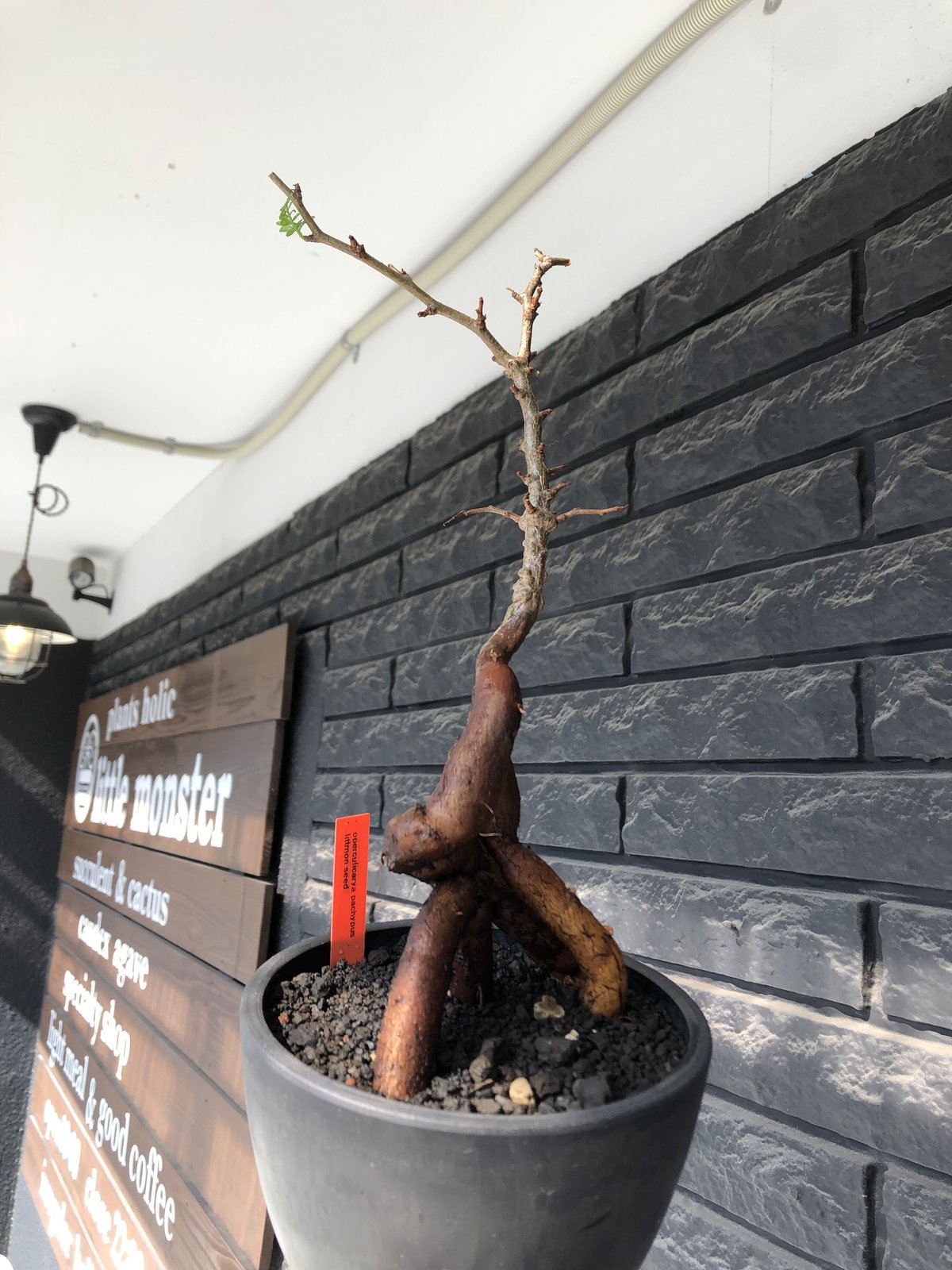 □オペルクリカリア・パキプス 実生株 4年生 整理番号48 【公式通販】