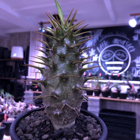 pachypodium  ambongense  littmon seed🌱《L size》驚愕激希少種※リトモン史上最高樹形アンボン‼︎極太激オススメ株※mad black pot植え