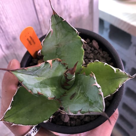 agave    titanota    black&blue  《B.B》S size