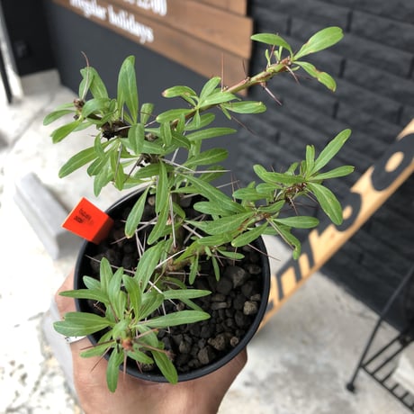 fouquieria  purpusii《M size》
