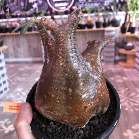packypodium   makayense《L  size》驚愕赤肌‼︎※現地球発根済株‼︎ ※驚愕のwild赤肌マカイ‼︎※mad black bowl pot植え
