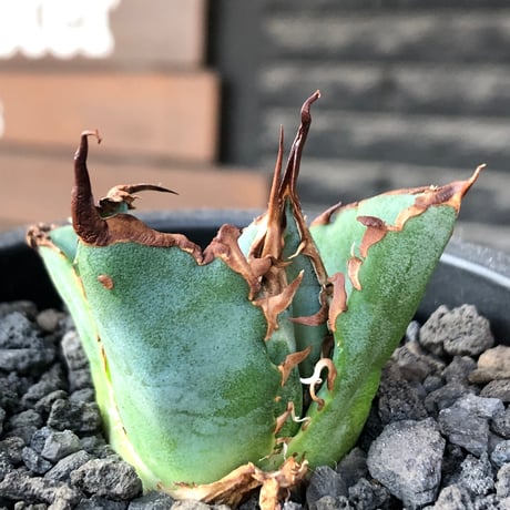agave titanota  白鯨陽炎type《S size》※現地球株発根済 ③※唸り良き鋸歯に幅広肉厚タイプ※black pot植え