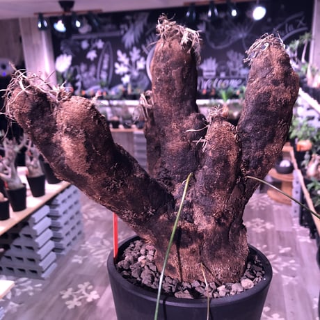 xerophyta  trichophylla《L L size》※現地球発根済株‼︎※驚愕最強靭株‼︎今回は極太キセロ‼︎※限定３株※mad black pot植え