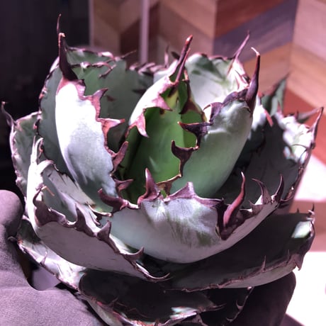 agave     titanota    black&blue《B.B》M size