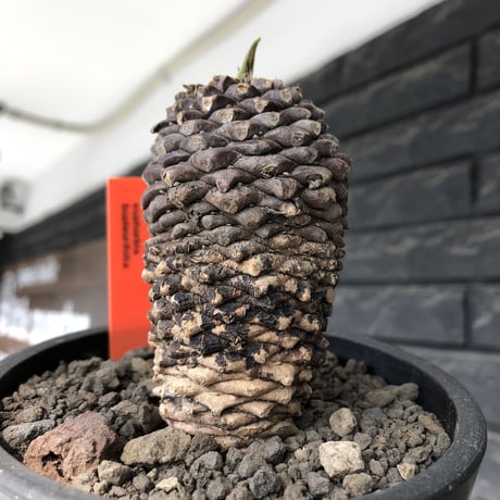 euphorbia bupleurifolia《小さめL size 》※現地球発根後店主国内管理5年株※可愛さカッコよさの二面性＆下部木質化の味深き一株※mad black pot植え