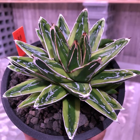 agave   victoria-ieginae  f.varieg. kizan《M  size》子吹き２つ   mad  black  pot植え
