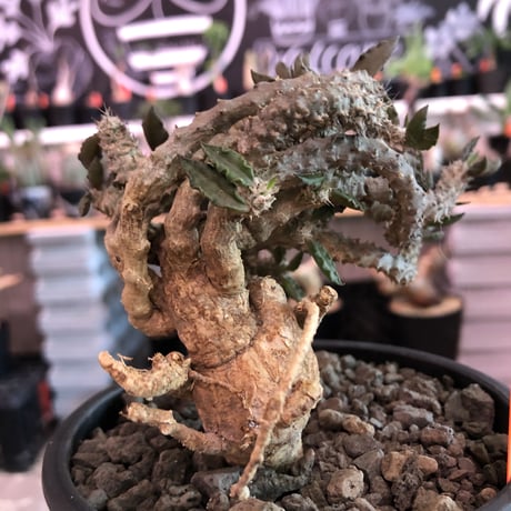 euphorbia tulearensis《大きめM size》※大きめの塊根を持つ希少性高きユーフォルビアの上、全体balanceも良き将来有望株‼︎※mad black pot植え