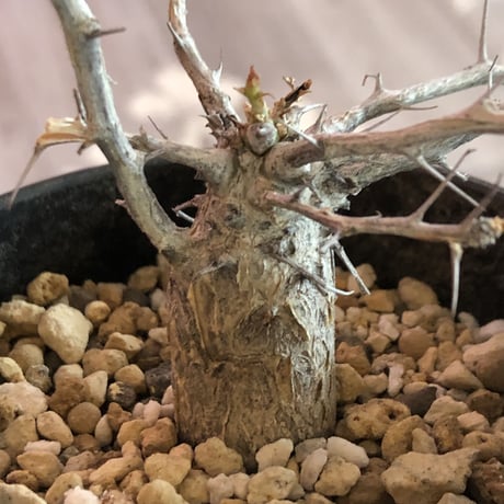fouquieria    columnaris 観峰玉《S size》発根済み株