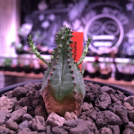 euphorbia    globosa《S size》※小振りでも丸々ぼってり存在感抜群‼︎例年見る見る子吹き群生化する育て甲斐のある子※mad black pot植え