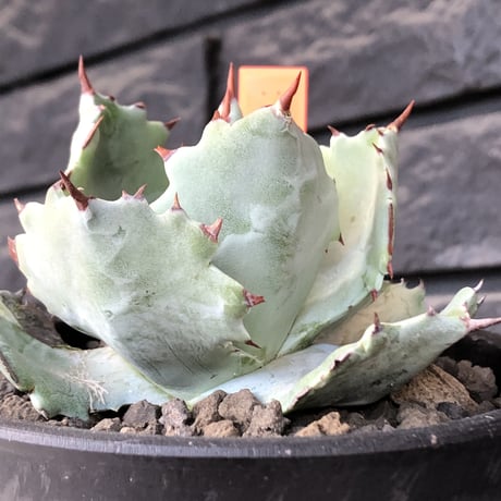 agave  isthmensis《M size》※現地球発根後店主国内管理2年株※weight低く締まり纏まり良き良バランス※mad black pot植え