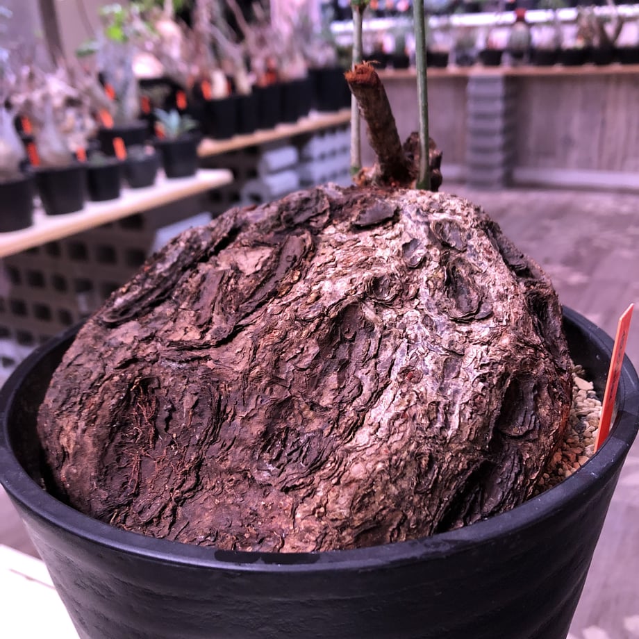 5e64cf60823e7c73ffbf38f4