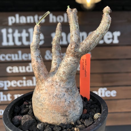 pachypodium gracilius《大きめS size》現地焼け肌※現地球発根済株※店主国内管理2年株※荒肌質＆身体に見合わない太枝が強靭さ威勢良さ感じる一株※mad black pot植え