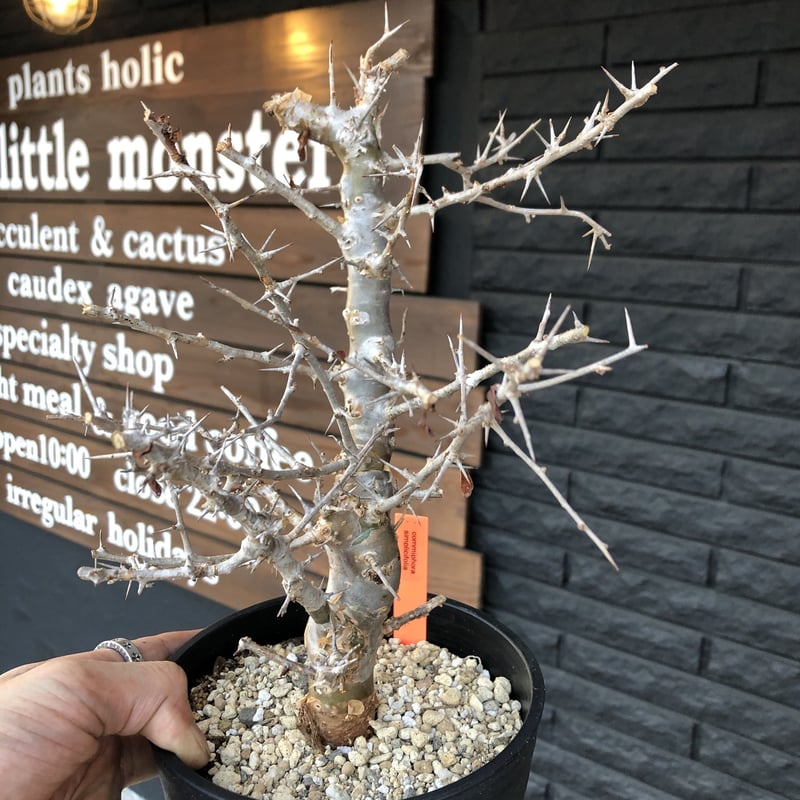 commiphora simplicifolia《M size》シルバーの枝と棘‼︎ | p