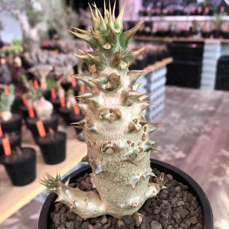 pachypodium  baronii《小さめL size》※激希少‼︎現地球発根済株※現地らしい荒いstuds棘に肌質‼︎確定枝を持ちweight低めな良樹形※mad black pot植え