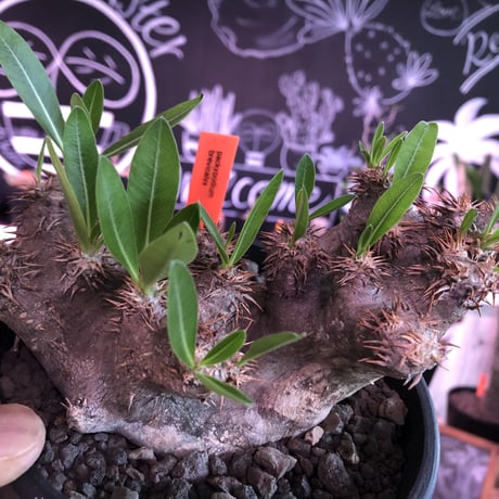 packypodium brevicalyx《M size》※発根済み株  店主オススメ株‼︎   mad  black  pot植え