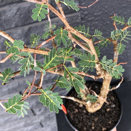 senna  meridionalis《  L L  size》※現地球発根済株※店主国内管理5年株※大変極上のbigセンナ‼︎幹曲がり仕立ての上、幹幅も太く！激オススメ株‼︎※tall pot植え