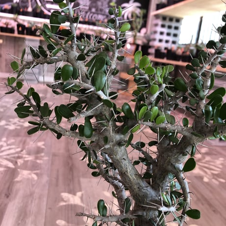alluaudia    comosa《LＬ size》