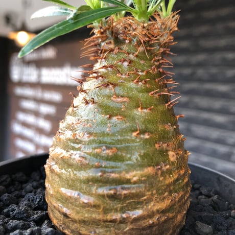 pachypodium gracilius《大きめS size》※現地球株発根済※可愛さだけでは終わらない!green肌＆現地焼けに横筋の強さも堪らない一株※black bowl pot植え