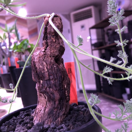 pelargonium  triste《L size》 ※mad black bowl pot植え‼︎　右側面に開いた穴がこれまた味のあるbigな１株‼︎