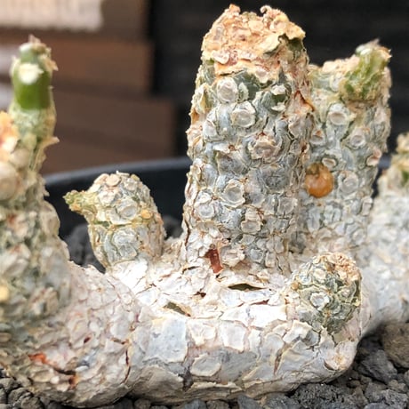 dorstenia  horwoodii《LL size》※現地球株発根済※古き良き味深い極白肌&低重心ぷっくり株元も堪らない渾身の一株‼︎※black bowl pot植え
