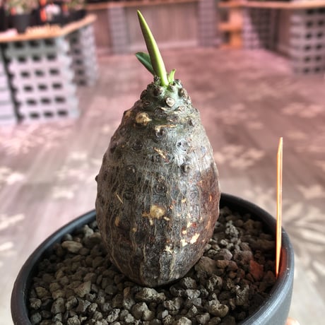 euphorbia   pachypodioides《S size  360度 たまご型》可愛くて堪らない子