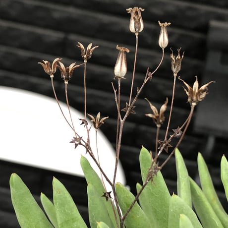 tylecodon reticulatus《L size》※現地球発根済株※店主国内管理6年株※棘も美しく残り幹極太な良樹形‼︎impact抜群な一株※mad black bowl pot植え