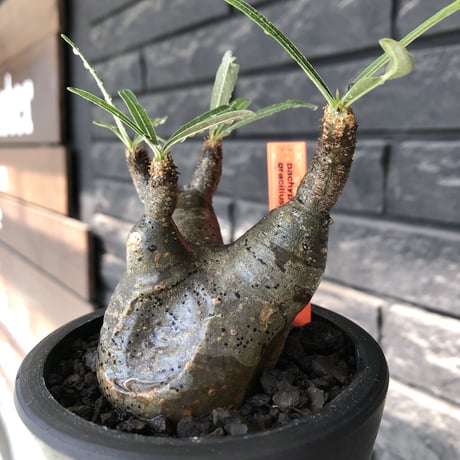 pachypodium gracilius《大きめS size》※現地球発根後店主国内管理3年株※短枝の上、岩肌なあたって育った想像ができる味深き凹みを持つ一株※mad black pot植え