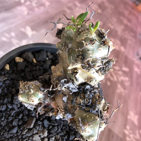 tylecodon    reticulatus《M  size》発根済み株‼︎