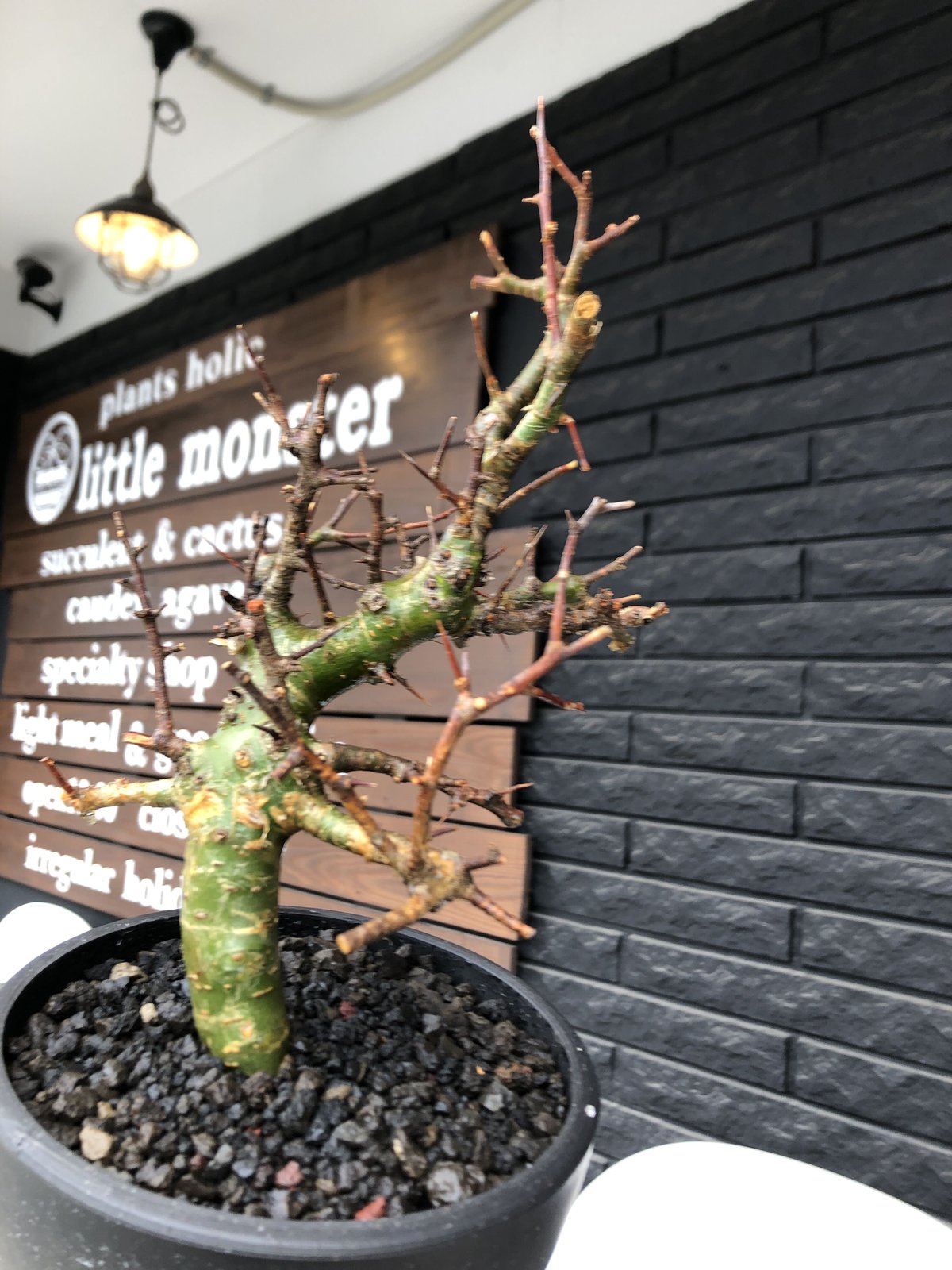 commiphora myrrha《大きめM size》※現地球発根後店主国内管理8年株（店...