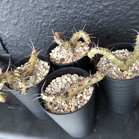 sarcocaulon   herrei《S size》