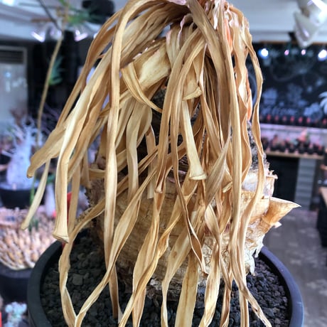boophane disticha  《L size》※現地球株発根済※驚愕‼︎バランス良き大株且つとびきり球体株※black bowl pot植え