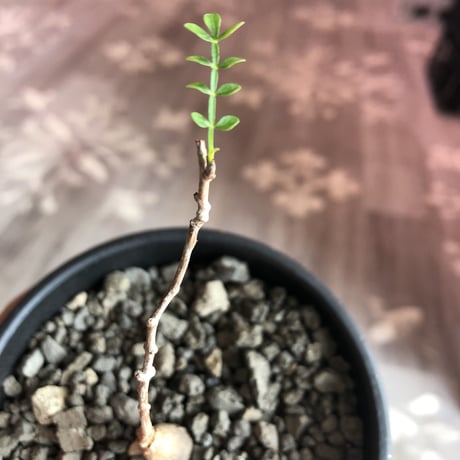 opercullicarya   packypus  littmon  seed🌱 《実生3年半株》※ bowl mad black pot植え