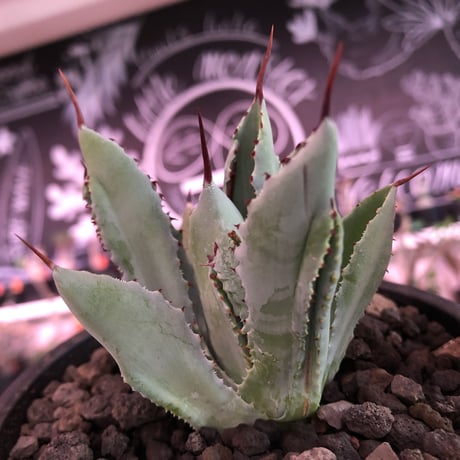 agave   cubic《大きめS  size》※発根済株※店主国内管理2年株※大変葉の締った極美株‼︎balanceも良き装い※mad black pot植え