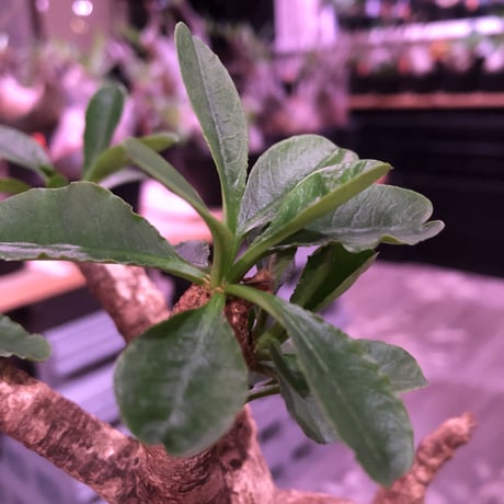 euphorbia   subapoda《大きめM size 》特化した肌質＆ぼってり樹形且つ、株元の四つ穴が堪らないスバポダ※mad black pot植え