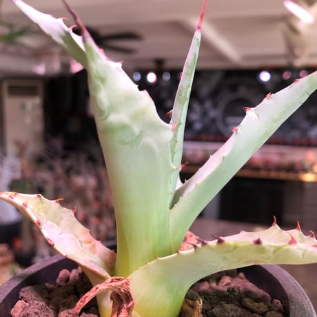 agave zebra《M size》※現地球株発根済※ゼブラ縞模様が美しい良きサイズ感な人気者※black pot植え