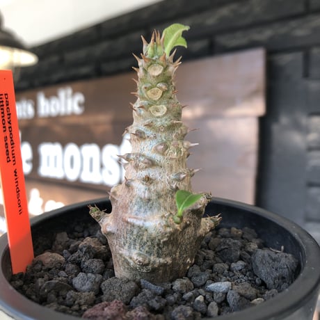 pachypodium windsorii《M size》※選抜littmon seed🌱※weight低き極ぼってり株元&枝振りも◎良樹形※mad black pot植え