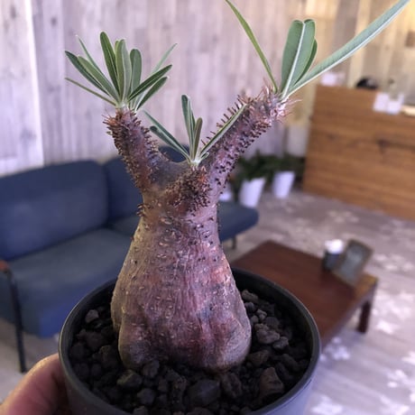 packypodium  gracilius《S S  size》※現地球株  ※発根済み株‼︎  でっぷりor赤肌