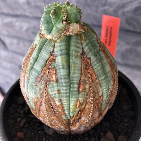 euphorbia obesa  old《L size 》※現地球株発根済※極木質化が進みビンテージ感強き年代物なワイルドオベサ‼︎※mad black bowl pot植え