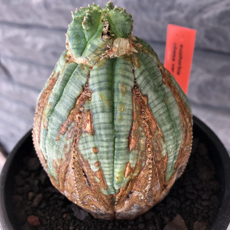 euphorbia obesa old《L size 》※現地球株発根済※極木質化が進みビン