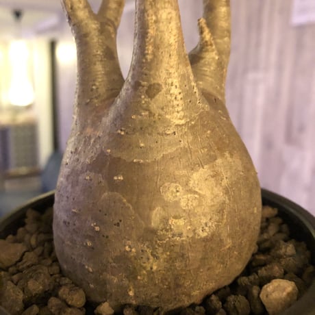 packypodium  gracilius《小さめM size》※現地球発根済株※店主国内管理3年株※compactなサイズ感のかわいいグラキ‼︎※mad black bowl pot植え