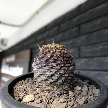 euphorbia bupleurifolia《M size 》※まん丸球体株※現地球発根後店主国内管理5年株※ボコボコ肌にまん丸球体感が堪らない一株※mad black pot植え