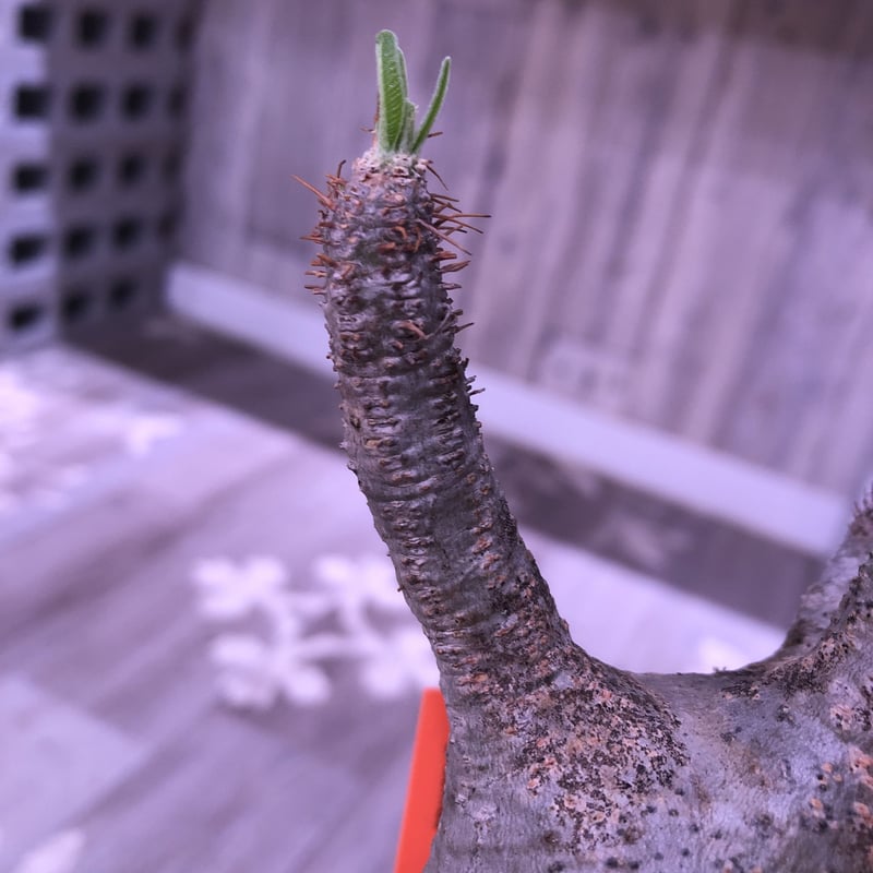 パキポディウム グラキリス Packypodium gracilius 現地株 packypodium gracilius 美株 《M size》 現地球 発根済み株