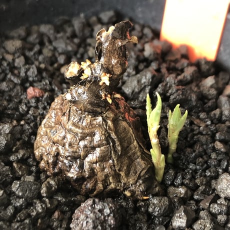 cyphostemma adenocaule《 M size》※現地球発根後店主国内管理3年株※希少種‼︎小振りでも黒味が強く味深き表皮を持つ一株※mad black pot植え